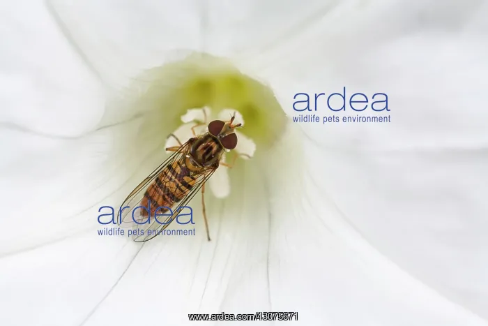 : Larger Bindweed : Larger Bindweed