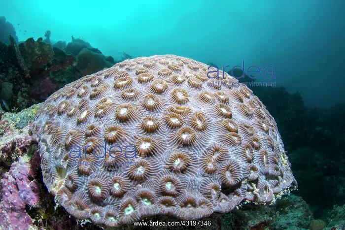 : Larger knob coral (Dipsastraea speciosa), Moalboal : Larger knob coral (Dipsastraea speciosa), Moalboal