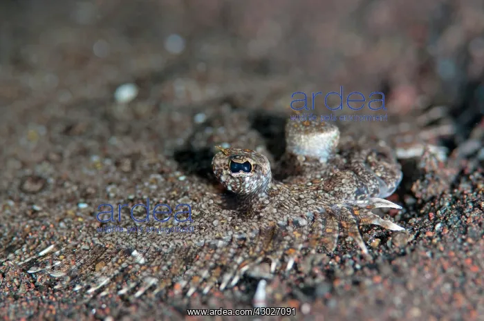 : Largescale Flounder : Largescale Flounder