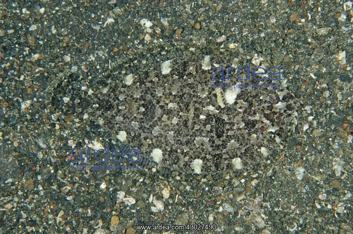 : Largescale Flounder : Largescale Flounder