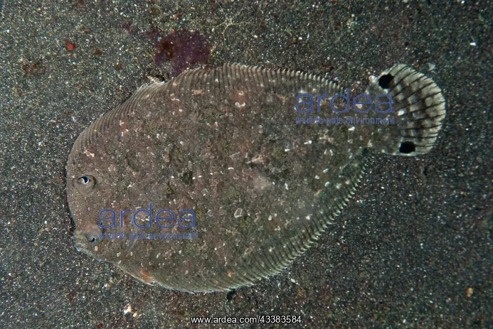 : Largescale Flounder : Largescale Flounder