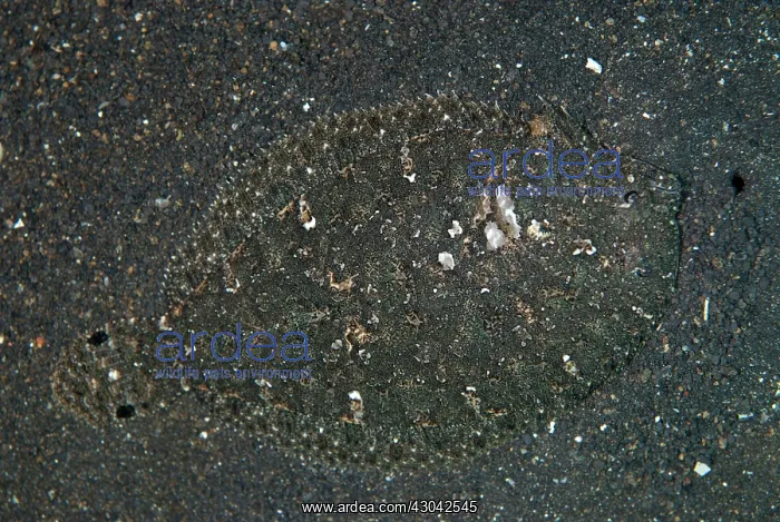 : Largescale Flounder camouflaged on black sand : Largescale Flounder camouflaged on black sand