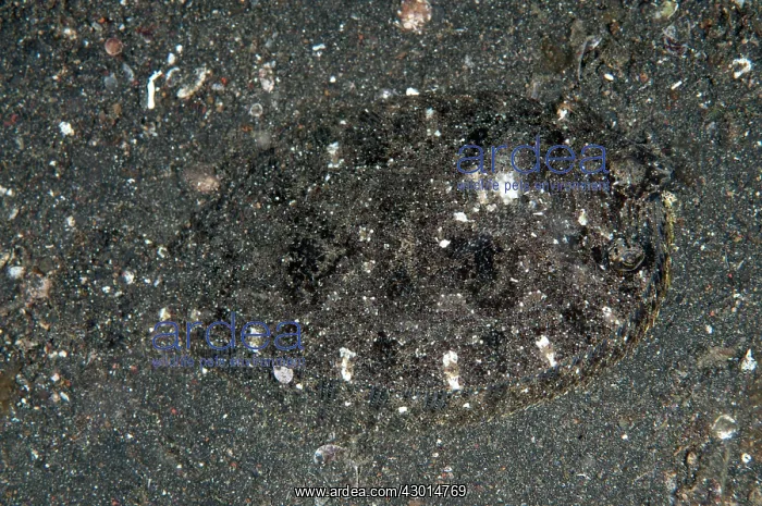 : Largescale Flounder camouflaged on sand during night dive : Largescale Flounder camouflaged on sand during night dive