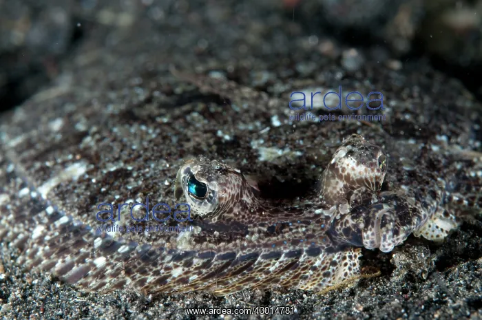 : Largescale Flounder camouflaged on sand during night dive : Largescale Flounder camouflaged on sand during night dive