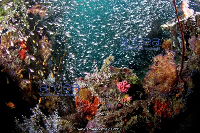 : Largespined Glassfish / Estuarine Glass Perchlet : Largespined Glassfish / Estuarine Glass Perchlet