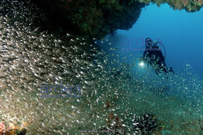 : Largespined Glassfishes - with diver : Largespined Glassfishes - with diver