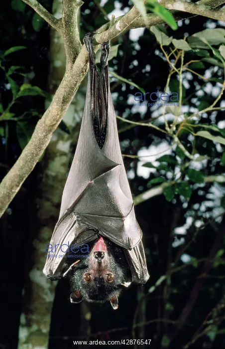 : Largest Australian Fruit Bat / Black Flying Fox : Largest Australian Fruit Bat / Black Flying Fox