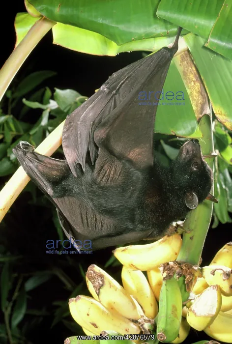 : Largest Australian Fruit Bat / Black Flying Fox : Largest Australian Fruit Bat / Black Flying Fox
