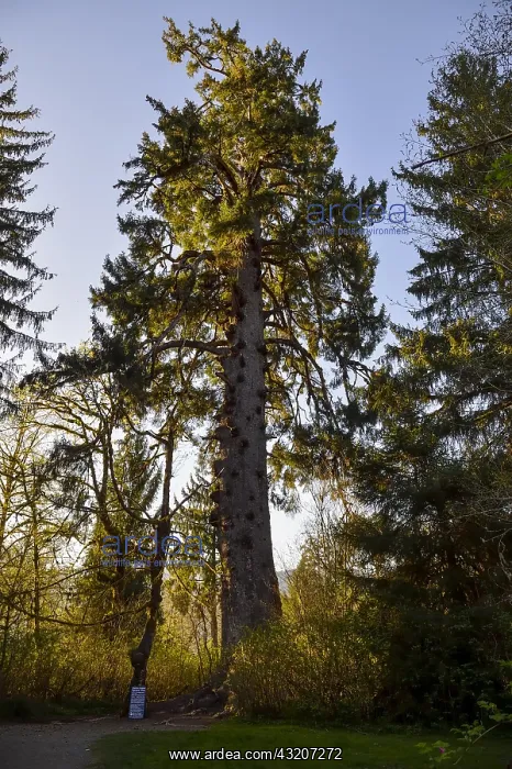  : Largest known Sitka Spruce Tree (Picea sitchensis)