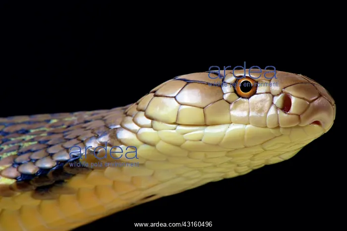: The largest venomous snake species in the world : The largest venomous snake species in the world