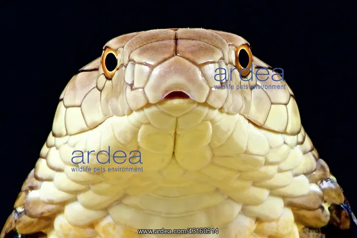 : The largest venomous snake species in the world : The largest venomous snake species in the world