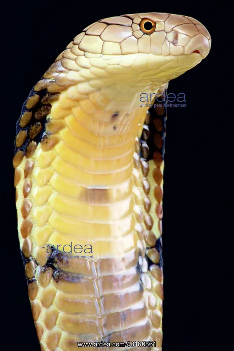 : The largest venomous snake species in the world : The largest venomous snake species in the world