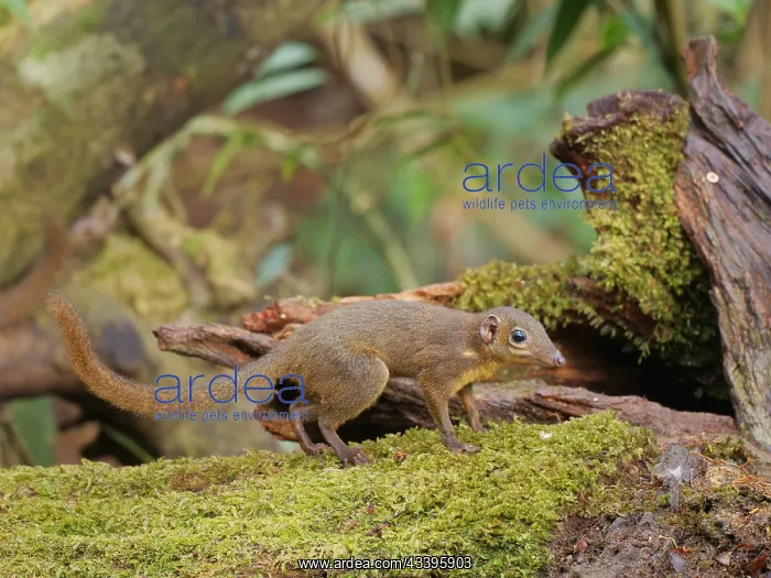 : LargeTree Shrew Tupaia tana Sabah, Malaysia, Bor : LargeTree Shrew Tupaia tana Sabah, Malaysia, Bor