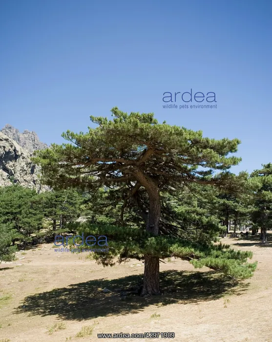 : Laricio / Corsican Pine - BavellaIs Pass 1218 m : Laricio / Corsican Pine - BavellaIs Pass 1218 m