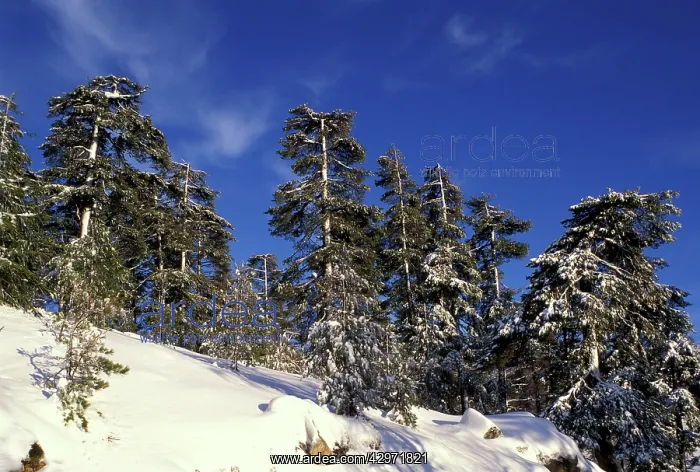  : Laricio Pine Trees - in snow