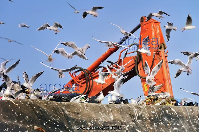 : Laridae : Laridae