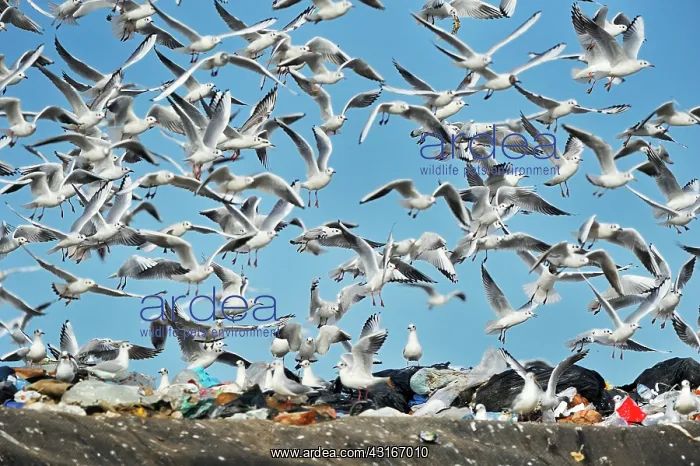 : Laridae : Laridae