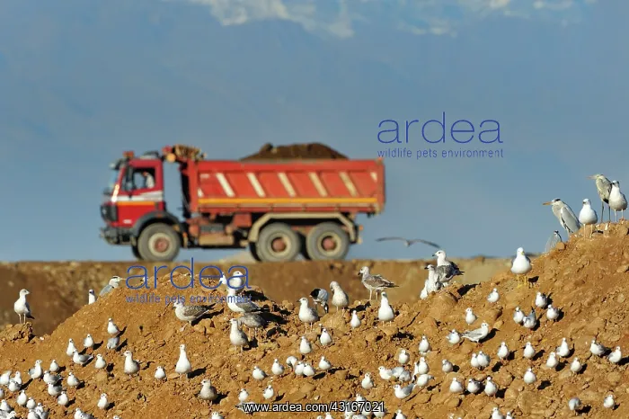 : Laridae : Laridae