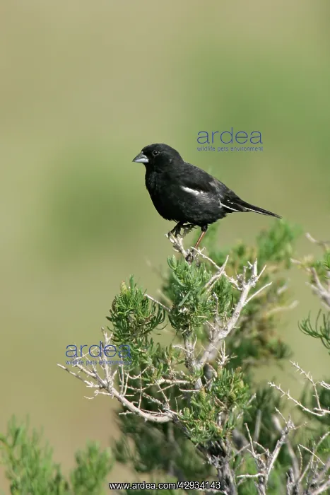  : Lark Bunting