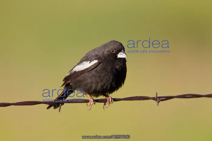 : Lark Bunting - adult male perched on barbed wire fence : Lark Bunting - adult male perched on barbed wire fence
