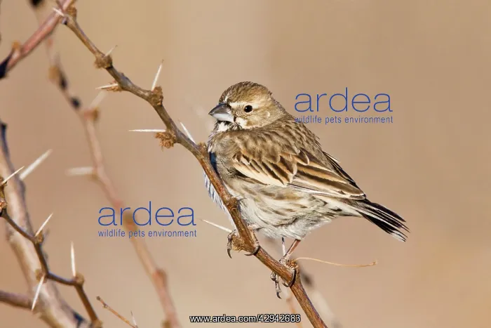 : Lark Bunting - female in winter : Lark Bunting - female in winter