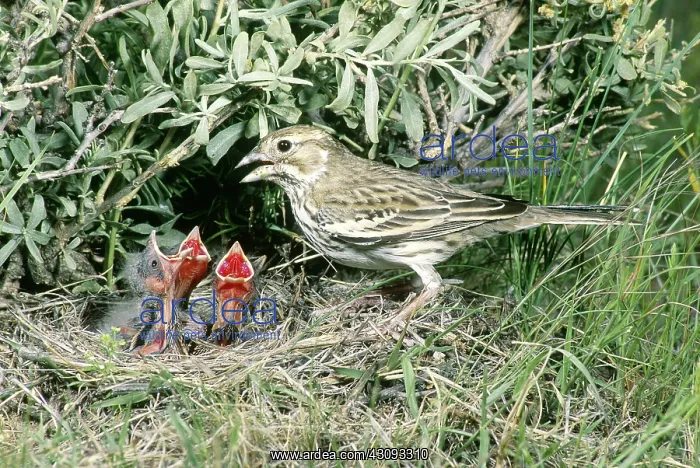 : Lark Bunting at nest : Lark Bunting at nest