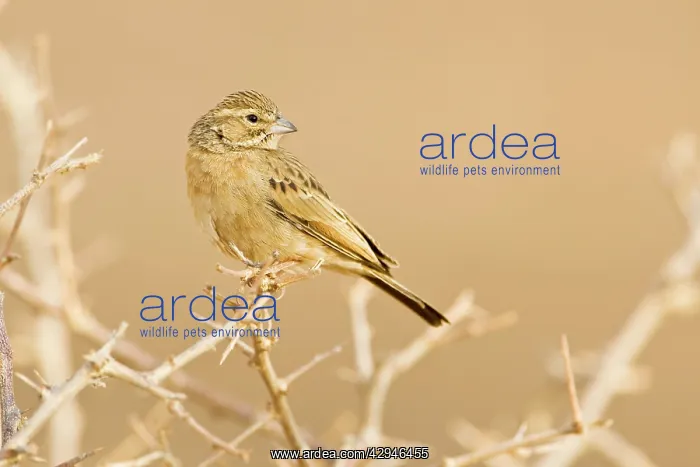 : Lark-like Bunting - Looking back over its shoulder : Lark-like Bunting - Looking back over its shoulder