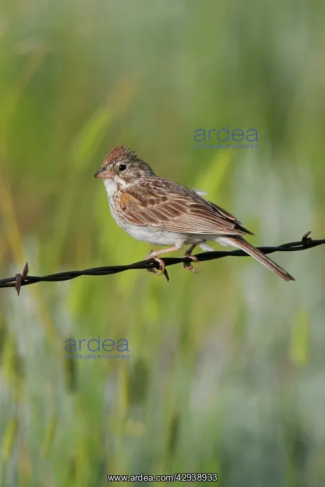  : Lark Sparrow