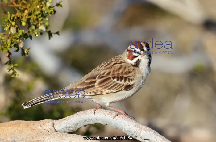 : Lark Sparrow : Lark Sparrow