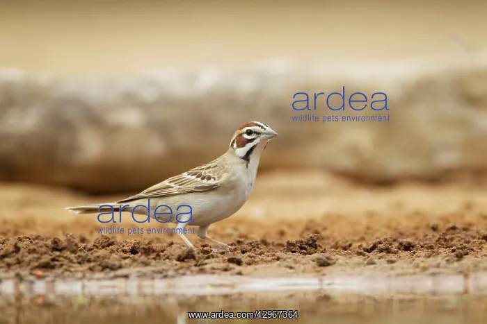 : Lark Sparrow : Lark Sparrow