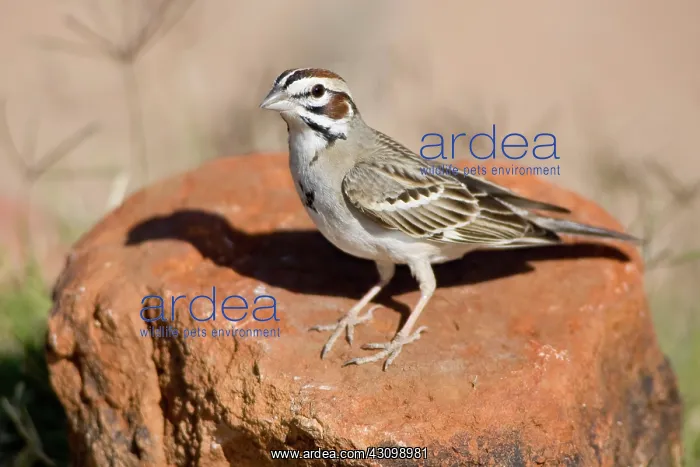 : Lark Sparrow : Lark Sparrow