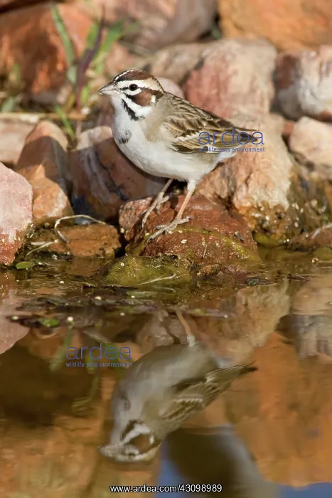  : Lark Sparrow