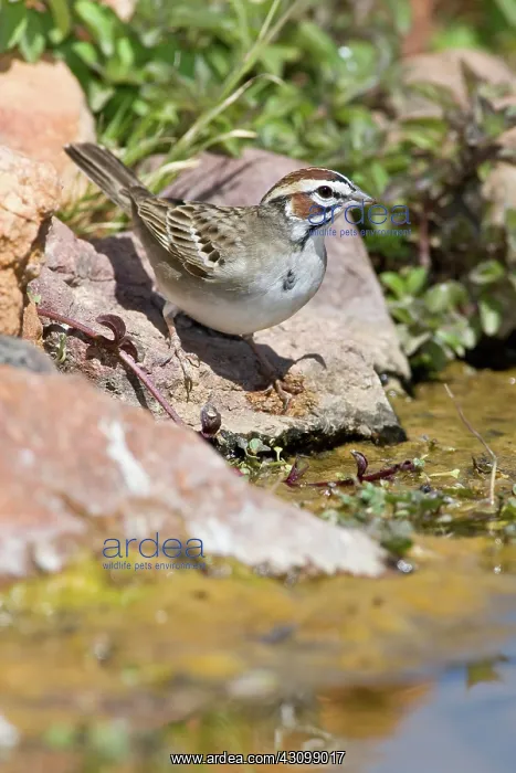 : Lark Sparrow : Lark Sparrow