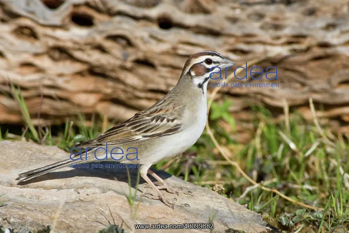 : Lark Sparrow : Lark Sparrow