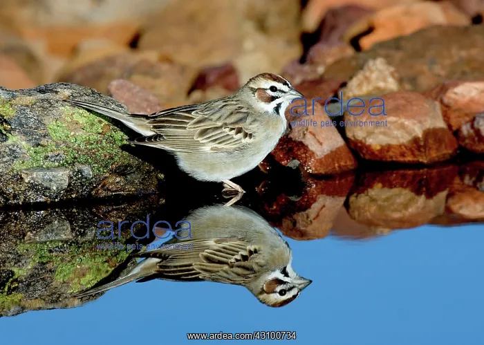 : Lark Sparrow (Chondestes grammacus) : Lark Sparrow (Chondestes grammacus)