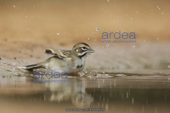 : Lark Sparrow (Chondestes grammacus) bathing : Lark Sparrow (Chondestes grammacus) bathing
