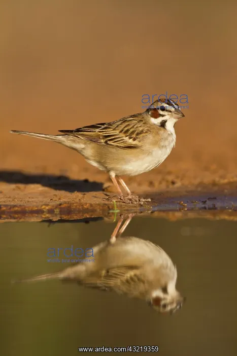 : Lark Sparrow (Chondestes grammacus) drinking : Lark Sparrow (Chondestes grammacus) drinking