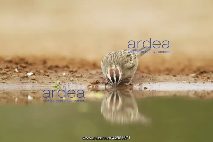 : Lark Sparrow - drinking : Lark Sparrow - drinking