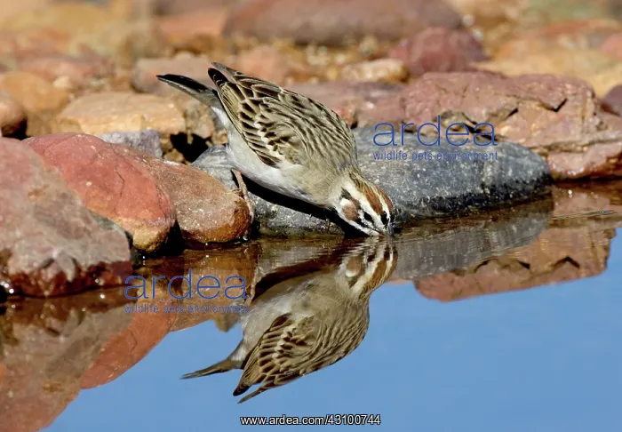 : Lark Sparrow drinking : Lark Sparrow drinking