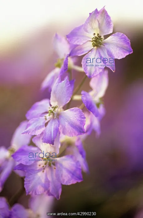 : Larkspur, Consolida Frosted skies : Larkspur, Consolida Frosted skies