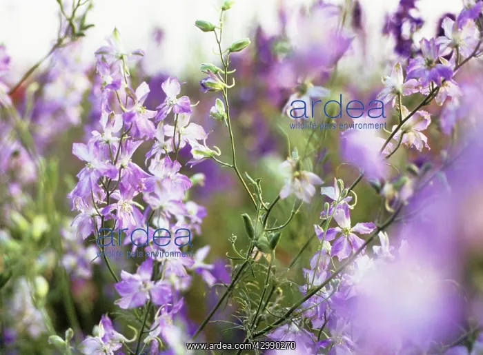 : Larkspur, Consolida Frosted skies : Larkspur, Consolida Frosted skies