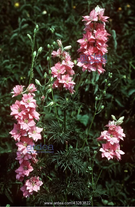 : LARKSPUR : LARKSPUR