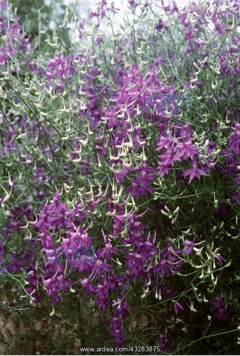 : LARKSPUR : LARKSPUR
