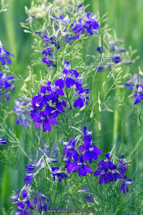 : Larkspur- flowers - on edge of cornfield : Larkspur- flowers - on edge of cornfield