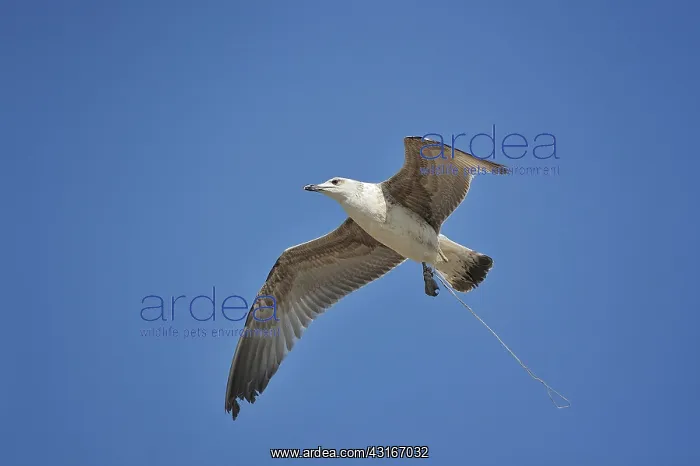 : Larus michahellis Larus cachinnans michahellis L : Larus michahellis Larus cachinnans michahellis L