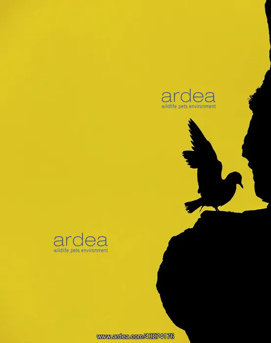 : Larus tridactylus, hetland Islands, Kittiwake, kittiwakes : Larus tridactylus, hetland Islands, Kittiwake, kittiwakes