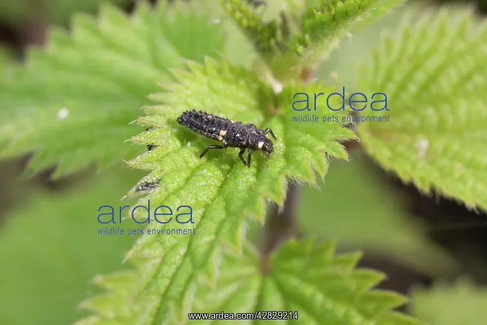 : Larva of 2 Spot ladybird : Larva of 2 Spot ladybird