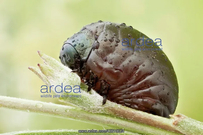  : A larva of the beetle family Timarcha (Chrysomel