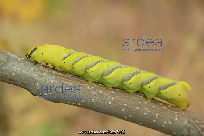 : Larva (caterpillar) of butterfly Deaths Head Hawkmoth : Larva (caterpillar) of butterfly Deaths Head Hawkmoth