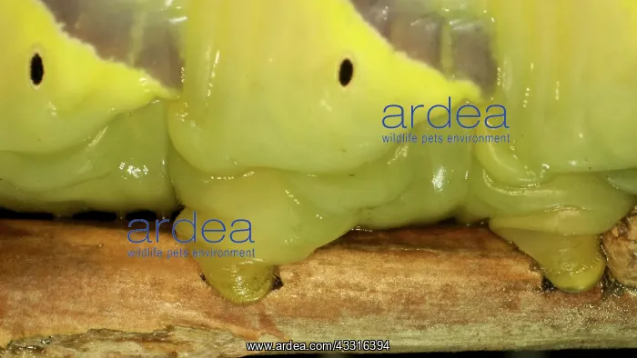 : Larva (caterpillar) of butterfly Deaths Head Hawkmoth : Larva (caterpillar) of butterfly Deaths Head Hawkmoth